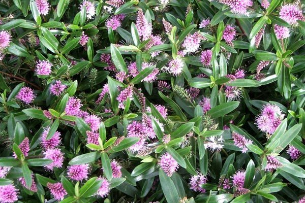 Hebe 'Mixed Varieties' Garden Plug Plants Value Pack x12 !
