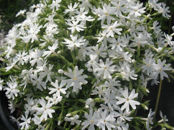 Creeping Phlox Subulata 'Snowflake’ Perennial Plug Plants Pack x6