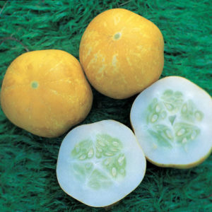 Cucumber 'Crystal Lemon' Unusual Variety Kings Vegetable Seeds