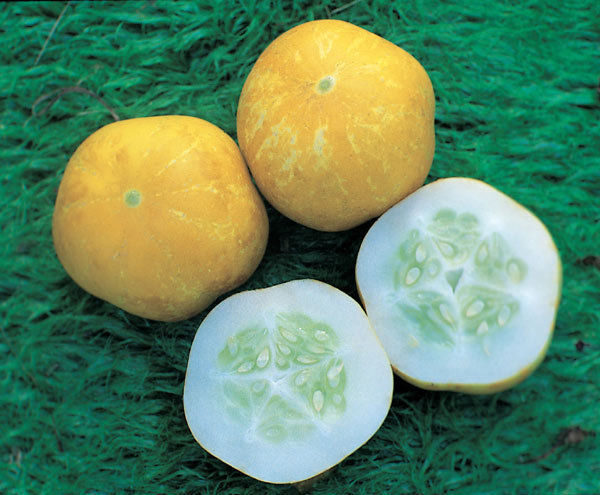 Cucumber 'Crystal Lemon' Unusual Variety Kings Vegetable Seeds