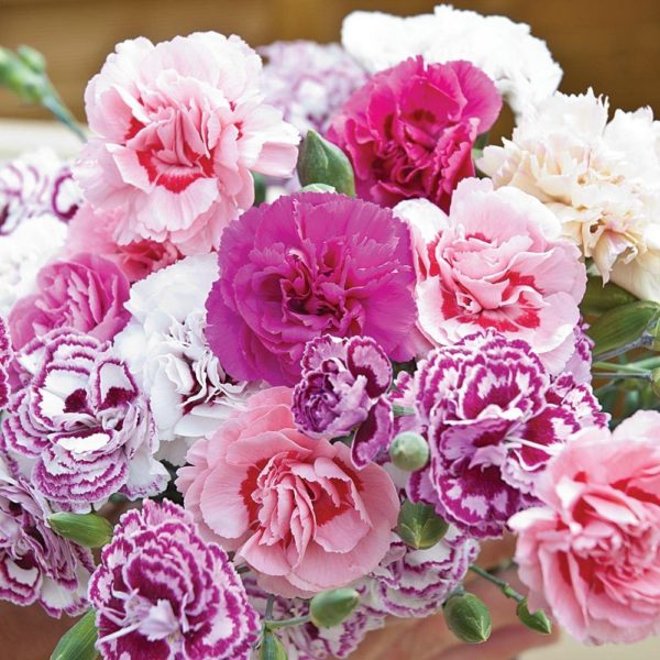 Dianthus 'Mixed' Pinks Perennial Garden Plug Plants Pack x6