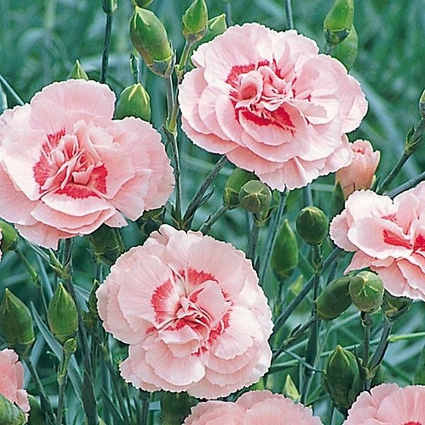 Dianthus 'Mixed' Pinks Perennial Garden Plug Plants Pack x6