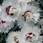 Dianthus 'Mixed' Pinks Perennial Garden Plug Plants Pack x6