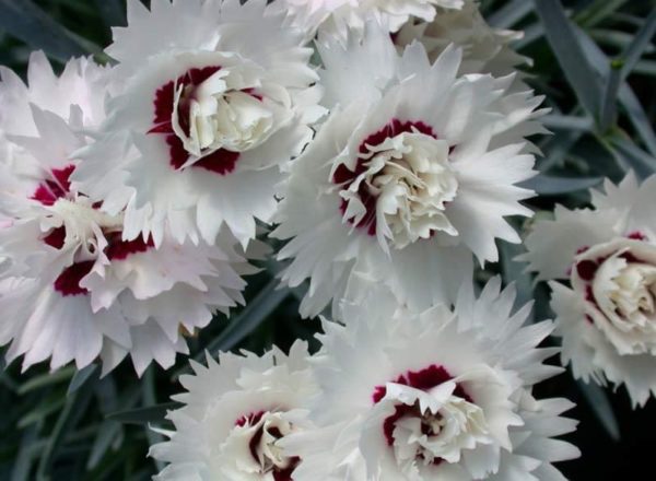 Dianthus 'Mixed' Pinks Perennial Garden Plug Plants Pack x6