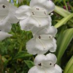 Penstemon Special Pensham 'Wedding Day' Perennial Plug Plants Pack x6