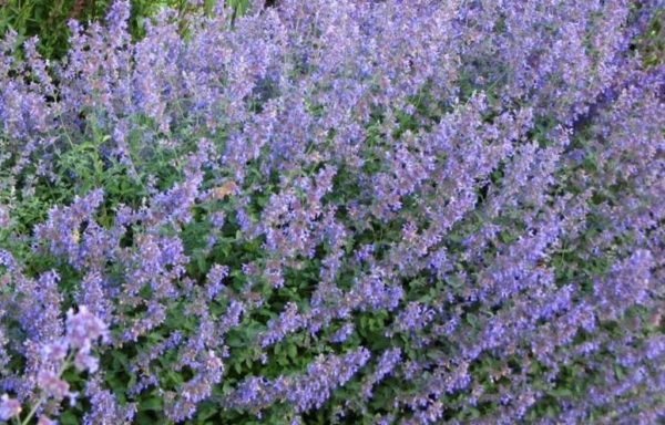 Nepeta Faassenii 'Six Hills Giant' Catmint Perennial Garden Plug Plants Pack x6