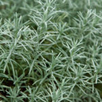 Curry Plant (Helichrysum Italicum) Garden Herb Garden Plug Plants Pack x6