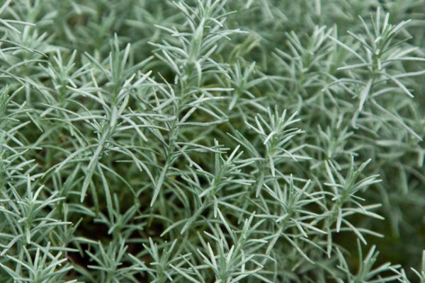 Curry Plant (Helichrysum Italicum) Garden Herb Garden Plug Plants Pack x6