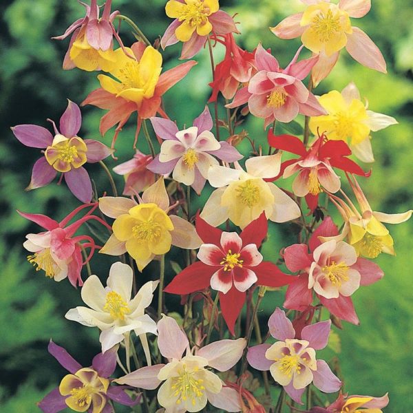 Aquilegia 'McKana Giants Mixed' Perennial Garden Plug Plants Pack x6