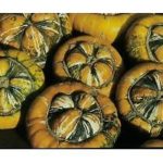 Gourd / Winter Squash 'Turks Turban' Kings Quality Pack Vegetable Seeds