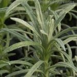 Curry Plant (Helichrysum Italicum) Garden Herb Garden Plug Plants Pack x6