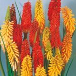 Kniphofia Red Hot Poker 'Flamenco' Perennial Garden Plug Plants Pack x6
