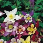 Aquilegia 'McKana Giants Mixed' Perennial Garden Plug Plants Pack x6