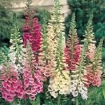 Foxglove 'Excelsior Mixed' Bi-Annual Cottage Garden Plug Plants Pack x6