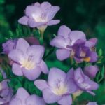 Freesia Corms Blue WPC Prins Quality Bulbs & Tubers Pack x20
