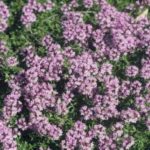 Thyme Creeping Red 'Coccineus' Perennial Garden Herb Plug Plants Pack X6
