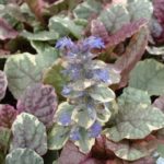 Ajuga Reptans 'Burgundy Glow' Perennial Garden Plug Plants Pack x 6