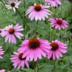 Echinacea 'Purpurea' Primadonna Deep Rose Perennial Plug Plants Pack x6