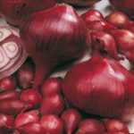 Red Onion Set / Sets 'Comred' Vegetable Bulbs Pack x50