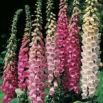 Foxglove 'Excelsior Mixed' Bi-Annual Cottage Garden Plug Plants Pack x6