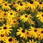Rudbeckia 'Goldsturm' Perennial Garden Plug Plants Pack x6