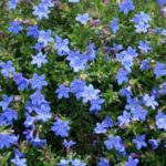 Lithodora Diffusa 'Heavenly Blue' Perennial Garden Rockery Plug Plants Pack x6