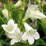 Penstemon Special Pensham 'Wedding Day' Perennial Plug Plants Pack x6