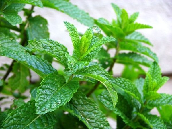 Mentha Green Mint 'Moroccan Mint' Perennial Herb Plug Plants Pack x6