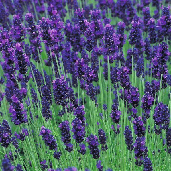 Lavender English 'Hidcote' Garden Plug Plants Perennial Pack x6
