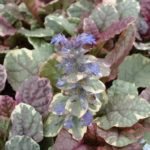 Ajuga Reptans 'Burgundy Glow' Perennial Garden Plug Plants Pack x 6