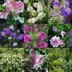 Hebe 'Mixed Varieties' Garden Plug Plants Value Pack x12 !