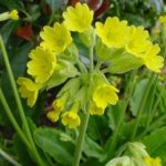 Pack (80) Primula Veris 'Cowslip' Wild Flower Seeds From Suffolk Herbs