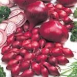Red Onion Set / Sets 'Comred' Vegetable Bulbs Pack x50