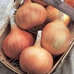 Onion Set/Sets 'Stuttgarter Giant' Vegetable Bulbs Pack x50