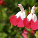 Salvia 'Hot Lips' Perennial Garden Plug Plants Pack x6