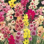 Ixia 'Mixed' (Corn Lily) Top Quality WPC.Prins Bulbs Pack 20 Bulbs