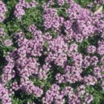 Thyme Creeping Red 'Coccineus' Perennial Garden Herb Plug Plants Pack X6
