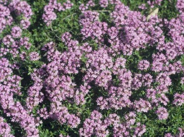 Thyme Creeping Red 'Coccineus' Perennial Garden Herb Plug Plants Pack X6