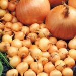 Onion Set/Sets 'Stuttgarter Giant' Vegetable Bulbs Pack x50
