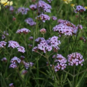 Verbena Bonariensis 'Lollipop' Hardy Perennial Plug Plants Pack x 6