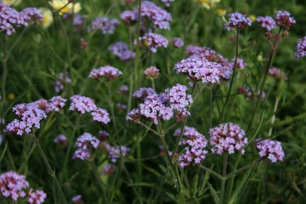 Verbena Bonariensis 'Lollipop' Hardy Perennial Plug Plants Pack x 6