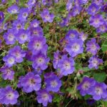 Hardy Geranium 'Rozanne' Perennial Supersize XXL Plug Plants Pack x3