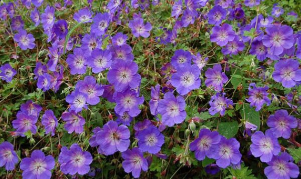 Hardy Geranium 'Rozanne' Perennial Supersize XXL Plug Plants Pack x3