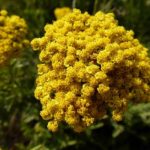 Achillea 'Summer Gold' Perennial Supersize XXL Plug Plants Pack x3