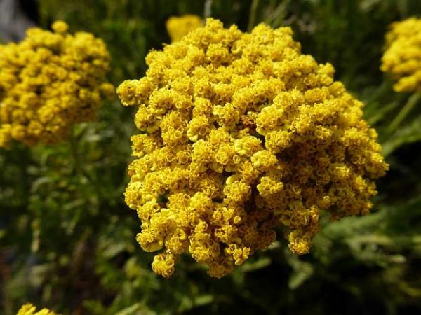 Achillea 'Summer Gold' Perennial Supersize XXL Plug Plants Pack x3
