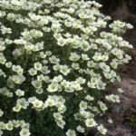 Saxifraga 'Mixed' Alpine Rockery Perennial Plug Plants Pack x6