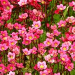 Saxifraga 'Mixed' Alpine Rockery Perennial Plug Plants Pack x6