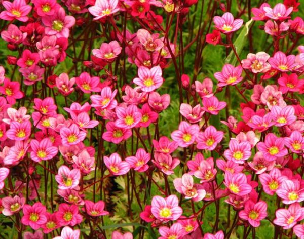 Saxifraga 'Mixed' Alpine Rockery Perennial Plug Plants Pack x6