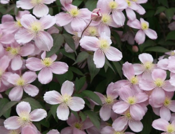 Clematis Montana Rubens Climbing Shrub Plug Plants Pack x6