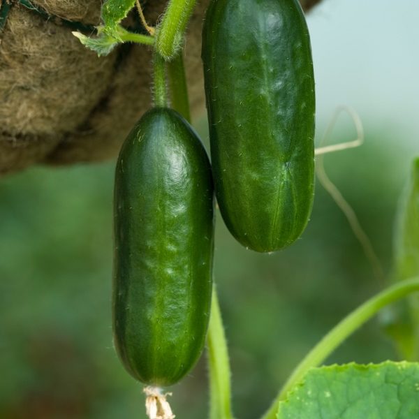 Cucumber 'Mini Munch F1' Pack Kings Quality Vegetable Seeds